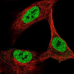OGFOD2 Antibody, Novus Biologicals:Antibodies:Primary Antibodies